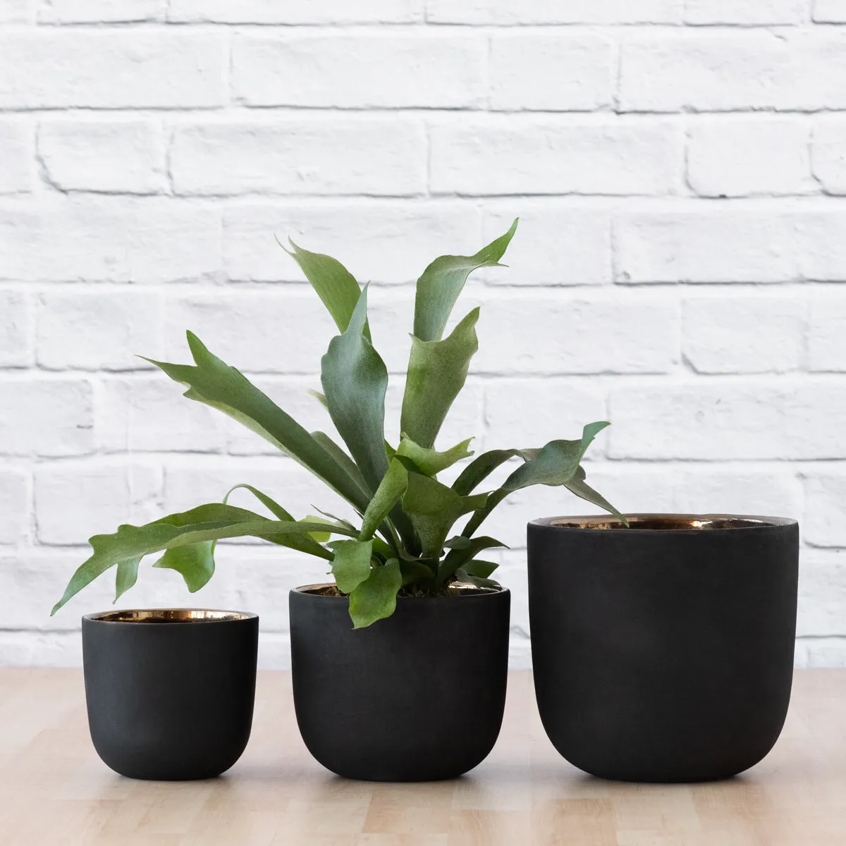 Moon Planter - Black Gold